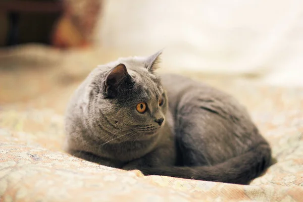 Όμορφη Γάτα Μεγάλα Φωτεινά Μάτια — Φωτογραφία Αρχείου