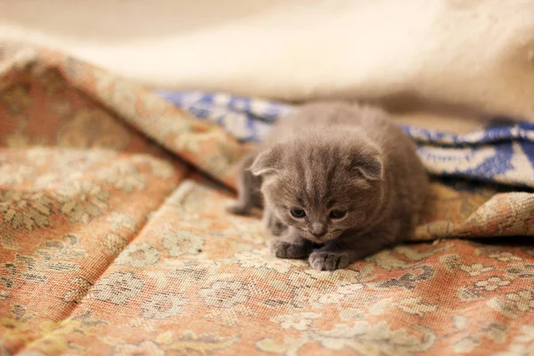 Kleine Schöne Kätzchen Katze — Stockfoto