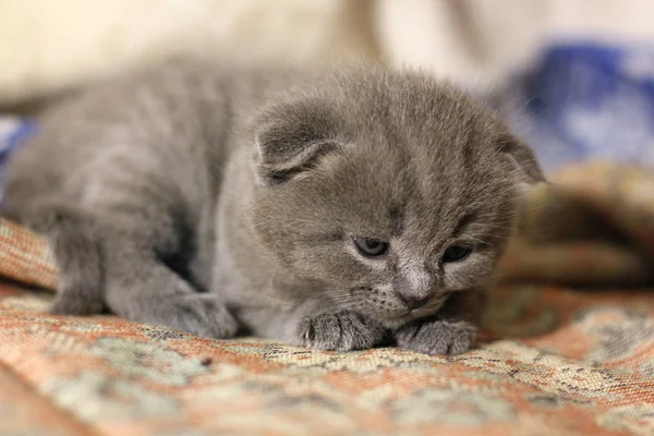 Kleine Mooie Kittens Kat — Stockfoto