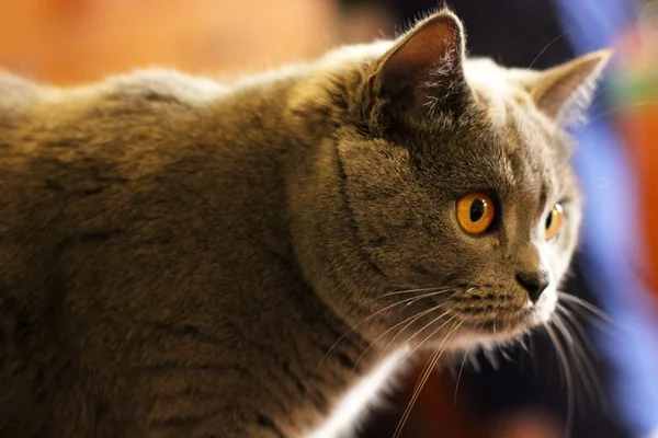 Hermoso Gato Con Grandes Ojos Brillantes —  Fotos de Stock