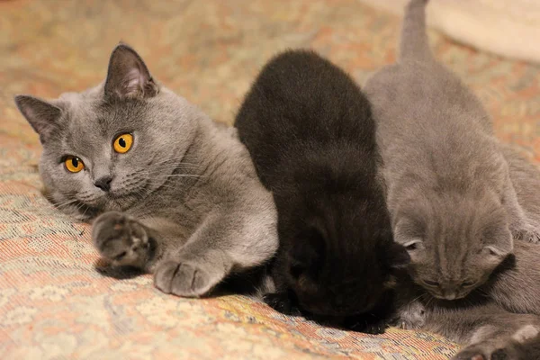 Kleine Schöne Kätzchen Katze — Stockfoto