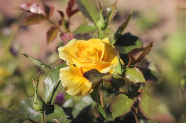 Bahçedeki çiçekler