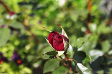 Güzel gül kapatın. Gül bahçesinde