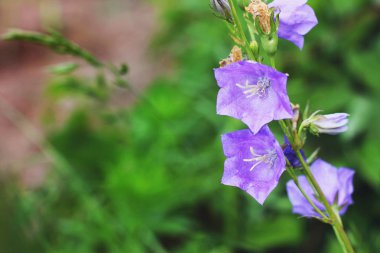 bahçede çiçek yakın çekim