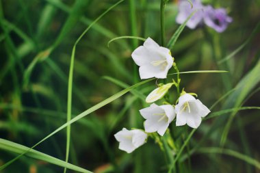 bahçede çiçek yakın çekim