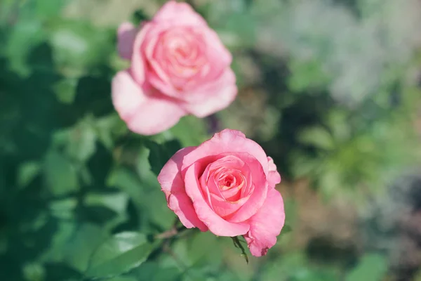 Красивые Розы Закрываются Розы Саду — стоковое фото