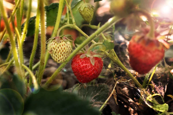 Planta Fresa Fresas Jardín — Foto de Stock