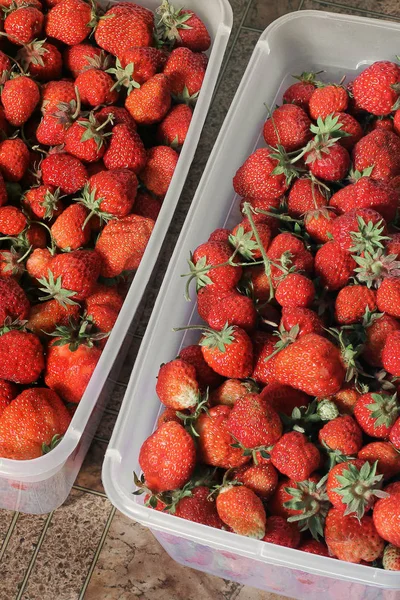 Las Fresas Caja — Foto de Stock