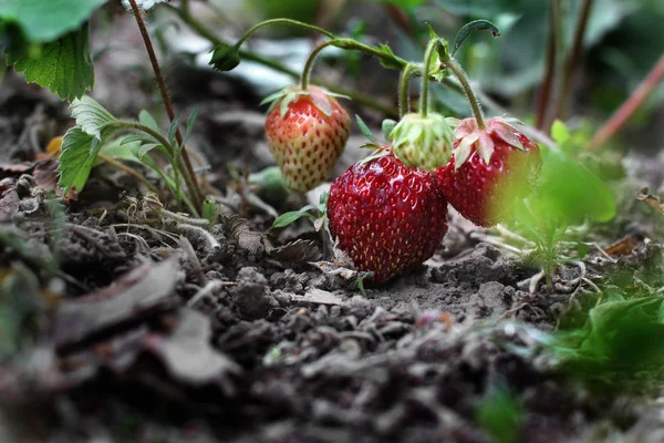 Erdbeeren Aus Nächster Nähe Erdbeerstrauch Garten — Stockfoto