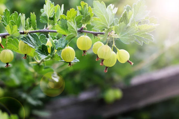 Agrus Garden — Stock Photo, Image