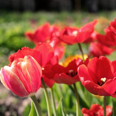 Lale bahçesinde. Çeşitli renklerde laleler