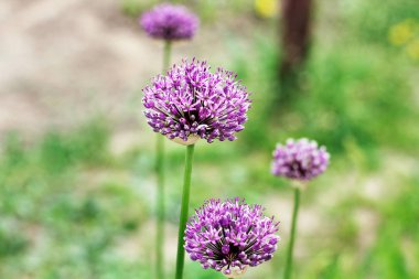 Yay. Allium. Menekşe yay. Bahçe