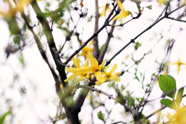 Çiçekli ağaç yakın çekim