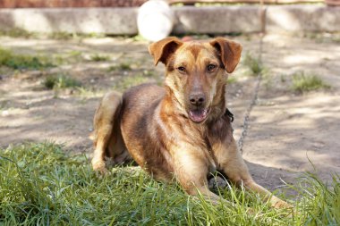 Sokakta kahverengi köpek