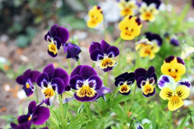 Bahçedeki Viola. Çiçekler