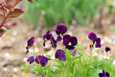 Bahçedeki Viola. Çiçekler