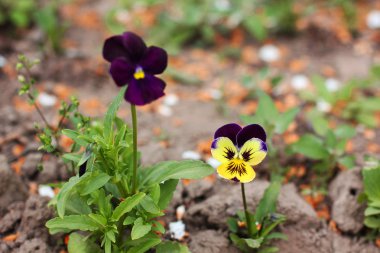 Bahçedeki Viola. Çiçekler