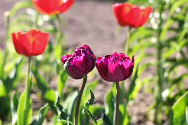Тюльпаны Саду Цветные Тюльпаны — стоковое фото