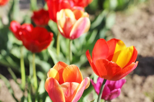 Tulips Garden Multicolored Tulips — Stock Photo, Image