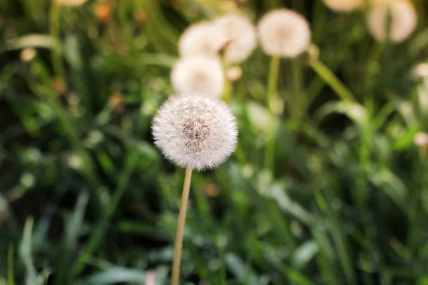 Paardebloemen Tuin — Stockfoto