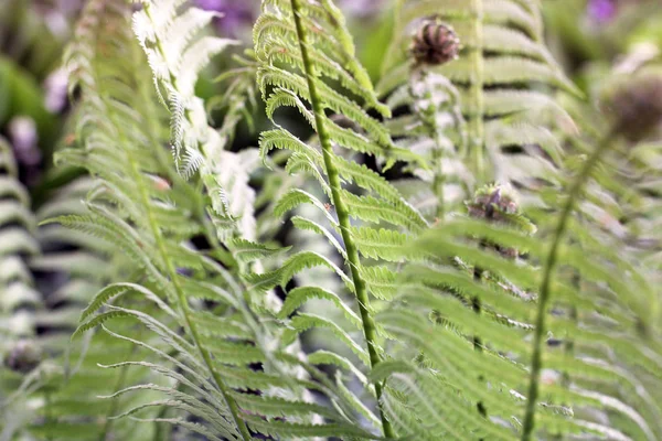 Grandes Feuilles Une Plante Dans Jardin — Photo