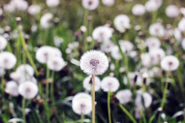 Paardebloemen Tuin — Stockfoto