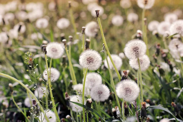 Paardebloemen Tuin — Stockfoto