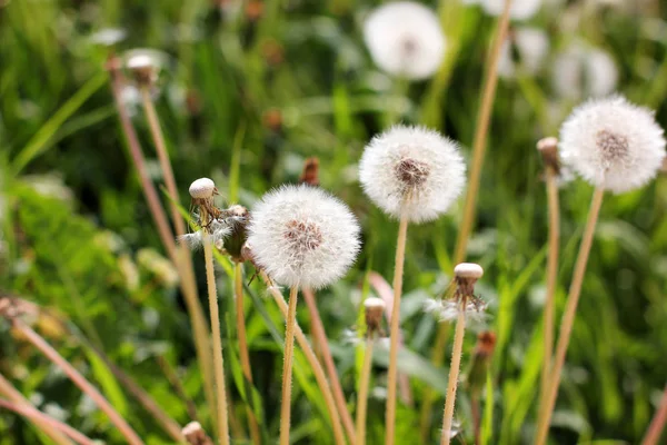 Paardebloemen Tuin — Stockfoto