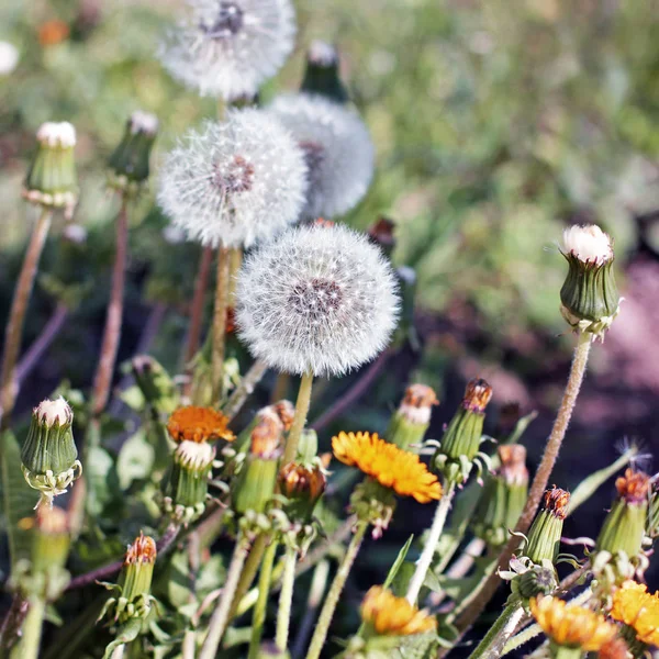 Paardebloemen Tuin — Stockfoto