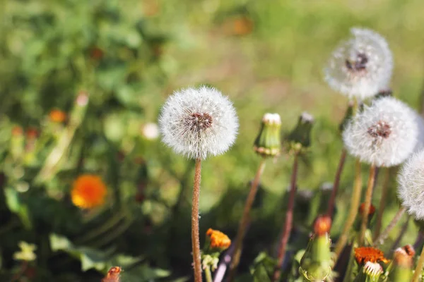 Dandelions Bahçe — Stok fotoğraf