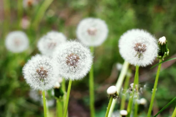 Paardebloemen Tuin — Stockfoto