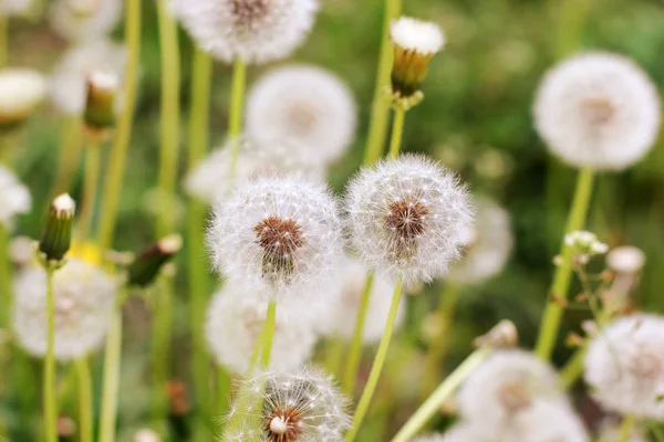 Paardebloemen Tuin — Stockfoto