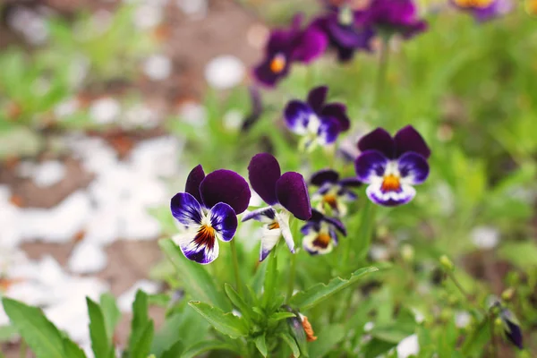 Bahçedeki Viola. Çiçekler