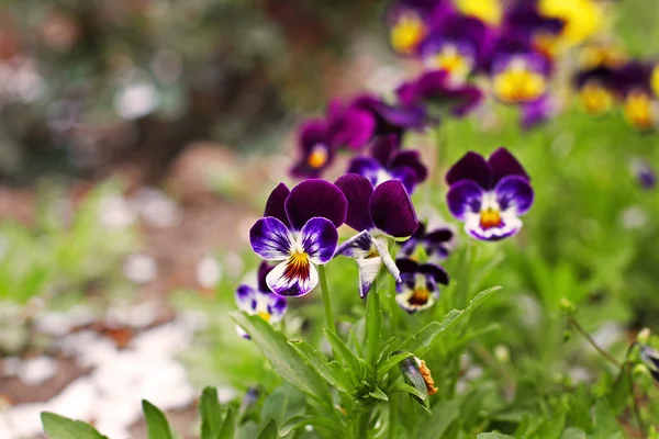 Bahçedeki Viola. Çiçekler