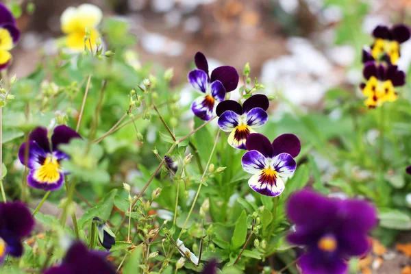 Alto Dans Jardin Fleurs — Photo