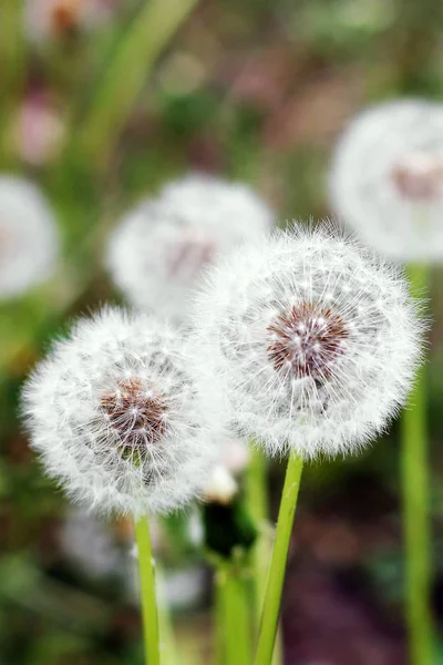 Paardebloemen Tuin — Stockfoto