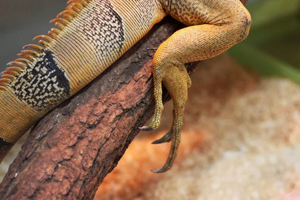 Ιγκουάνα Στο Terrarium — Φωτογραφία Αρχείου