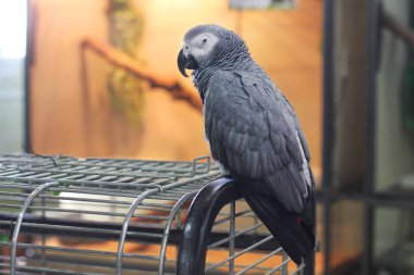 Büyük güzel papağan kafesi üzerinde oturan