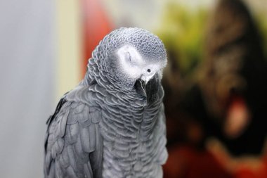 Büyük güzel papağan kafesi üzerinde oturan