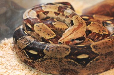 Teraryumdaki yılan.