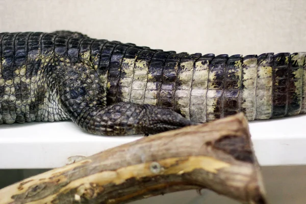 Крокодилы Террасе — стоковое фото