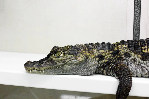 Coccodrillo Nel Terrario — Foto Stock