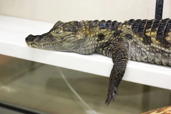 Coccodrillo Nel Terrario — Foto Stock