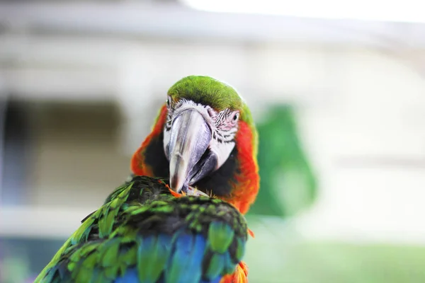 Big Beautiful Parrot Sitting Cage — Stock Photo, Image