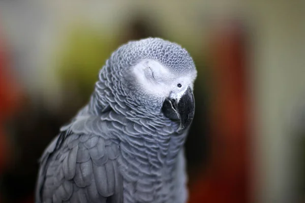 Grande Hermoso Loro Sentado Jaula — Foto de Stock