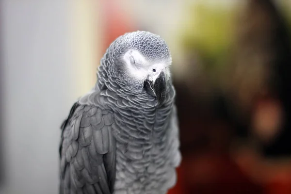 Grande Papagaio Bonito Sentado Gaiola — Fotografia de Stock