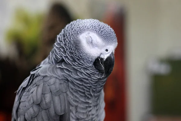 Grande Hermoso Loro Sentado Jaula — Foto de Stock