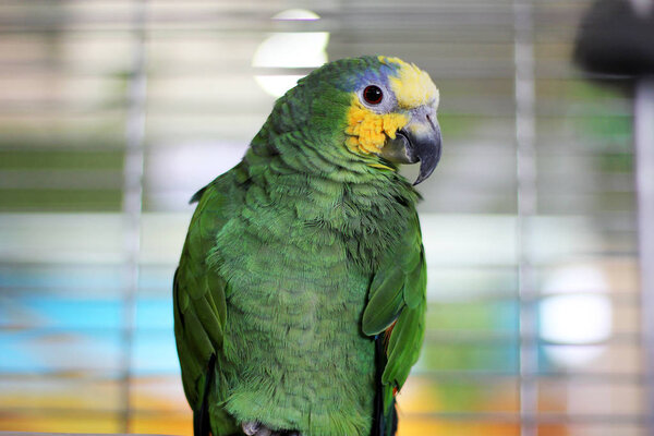 Big beautiful parrot sits in a cage