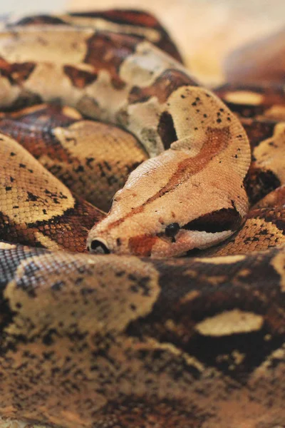 Schlange Terrarium — Stockfoto