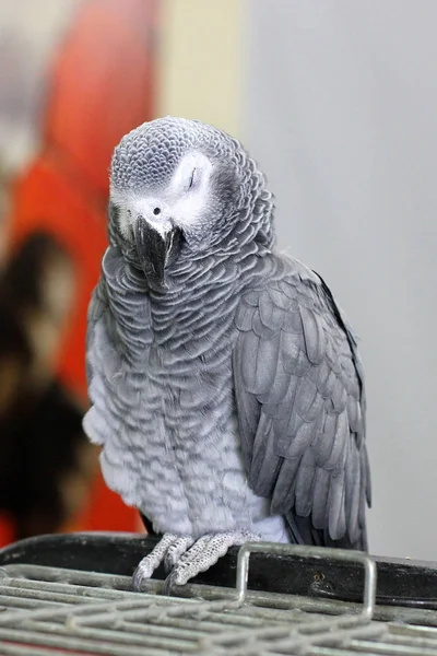 Большой Красивый Попугай Сидит Клетке — стоковое фото